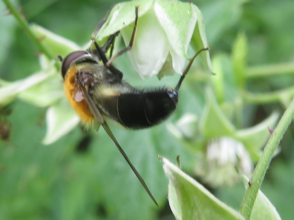 Leucozona inopinata (Leucozona inopinata)