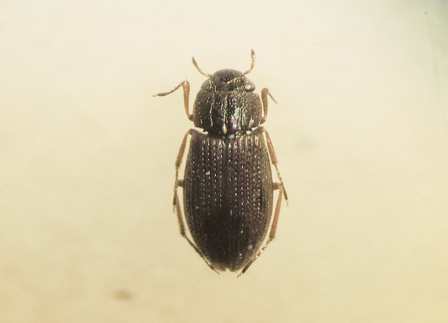 Helophorus redtenbacheri (Helophorus redtenbacheri)