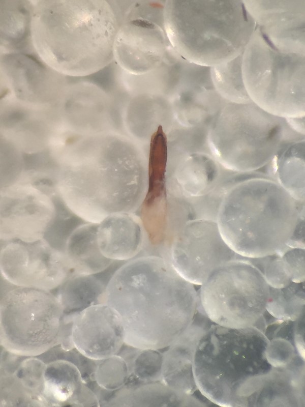 Philonthus Nigriventris (Bisnius nigriventris)