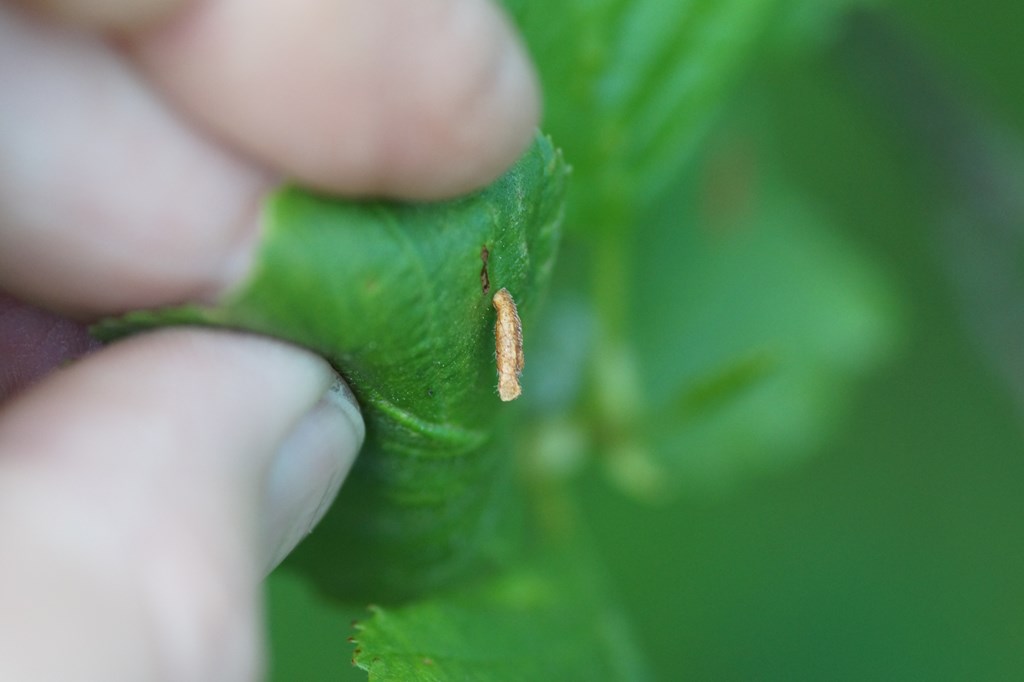 Coleophora siccifolia (Coleophora siccifolia)