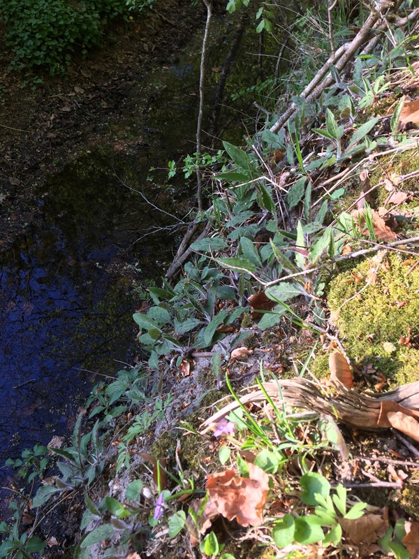 Hieracium pseudotorticeps (Hieracium pseudotorticeps)