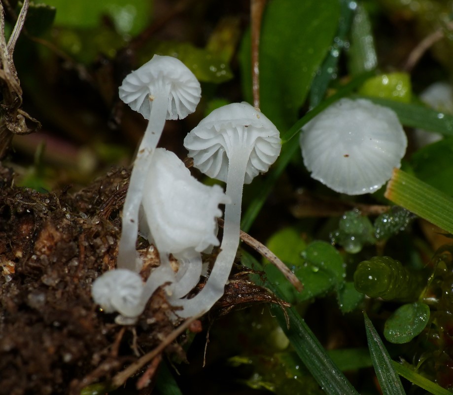 Nitrøs Huesvamp (Hemimycena delectabilis)
