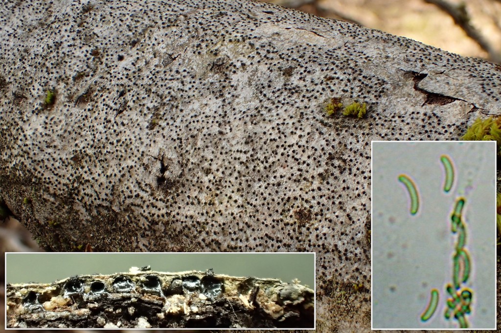 Cryptosphaeria ligniota (Cryptosphaeria ligniota)