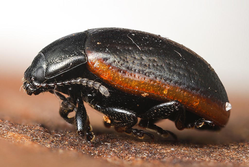 Chrysolina marginata (Chrysolina marginata) Naturbasen