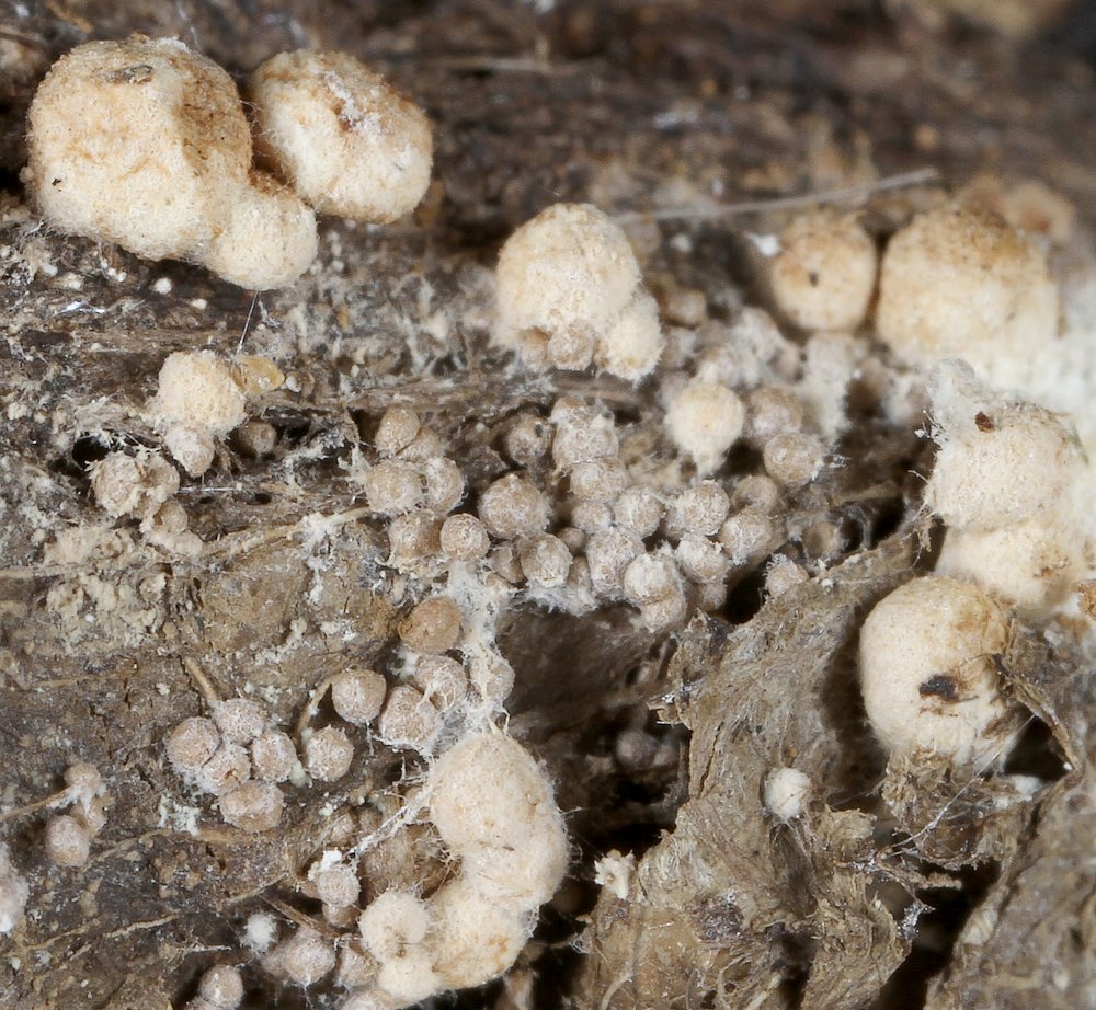 Aphanoascus fulvescens (Aphanoascus fulvescens)