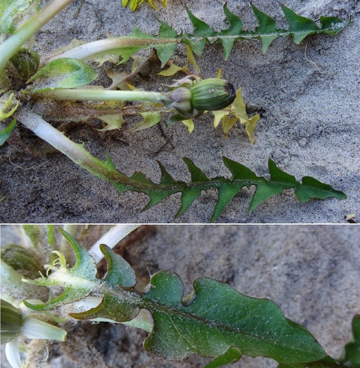 Dansende Vejmælkebøtte (Taraxacum undulatiflorum)