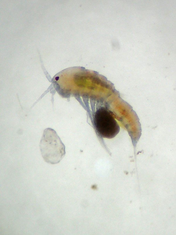 Canthocamptus staphylinus (Canthocamptus staphylinus)