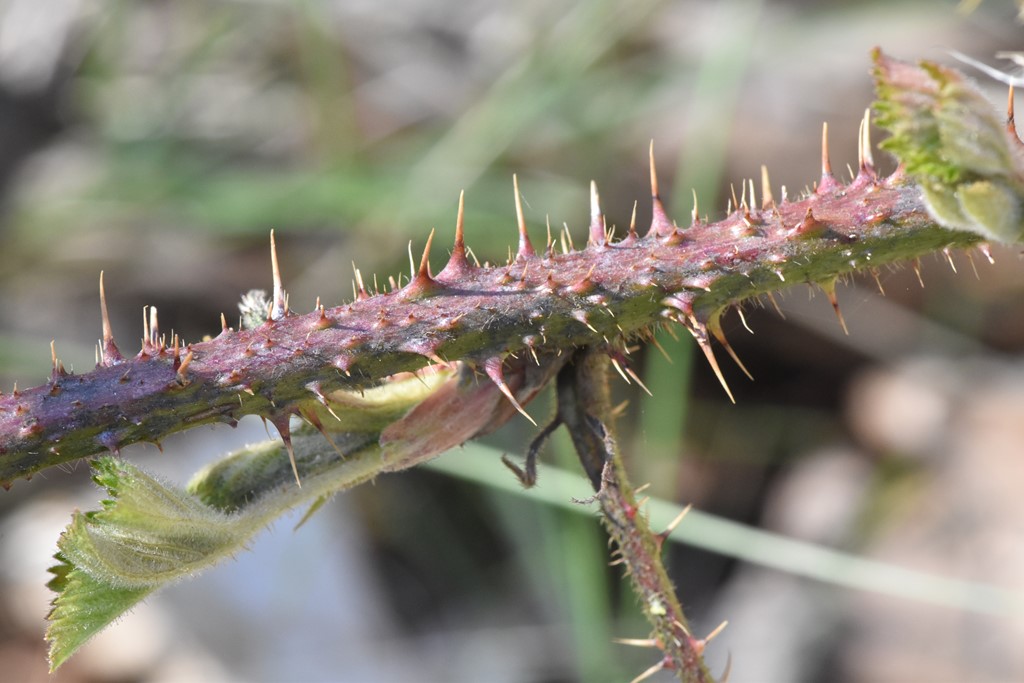 Rubus koehleri (Rubus koehleri)