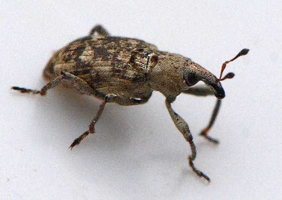 Bagous alismatis (Bagous alismatis)