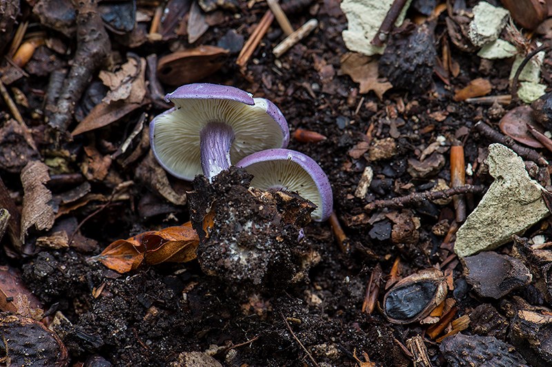 Violblå Fagerhat (Rugosomyces ionides)
