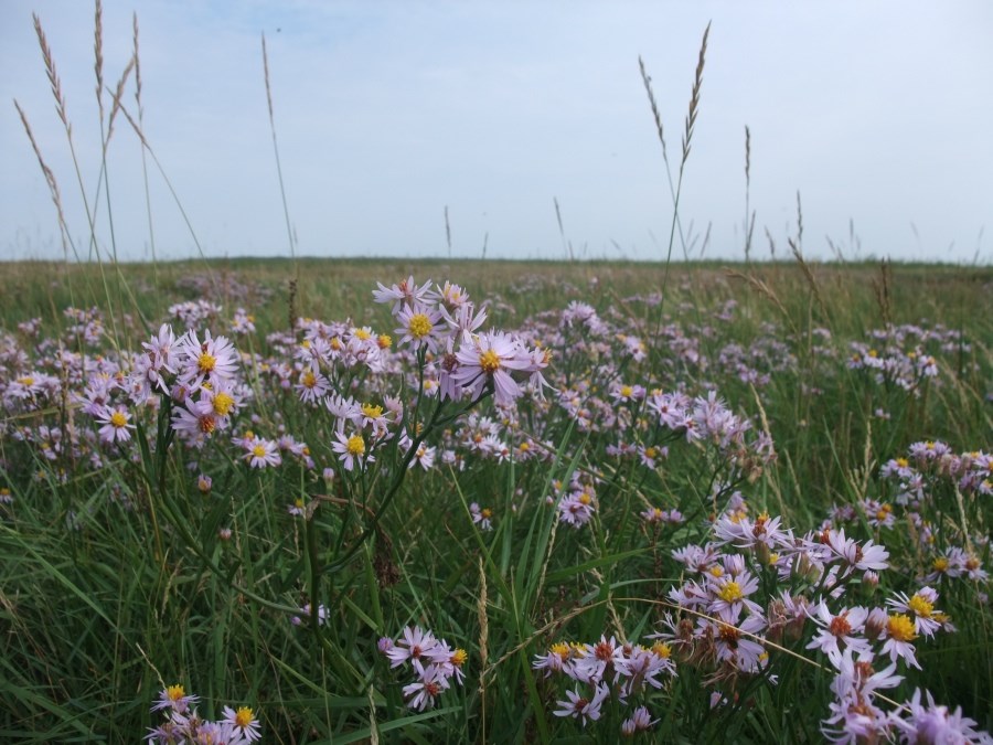 Strandasters (Tripolium vulgare)