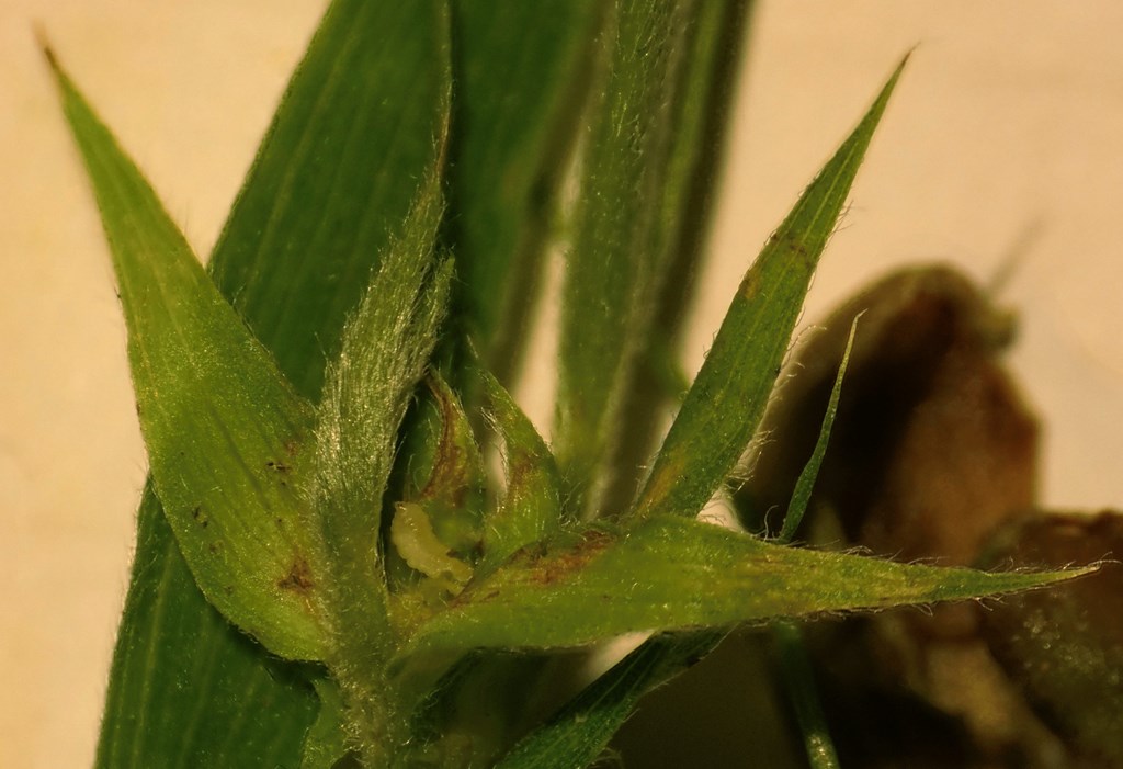 Dasineura lathyricola (Dasineura lathyricola)