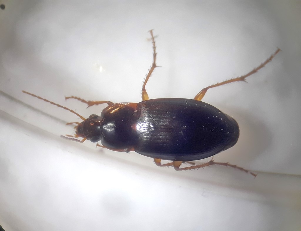 Calathus ambiguus (Calathus ambiguus)