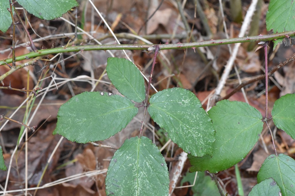 Pragt-Brombær (Rubus egregius)