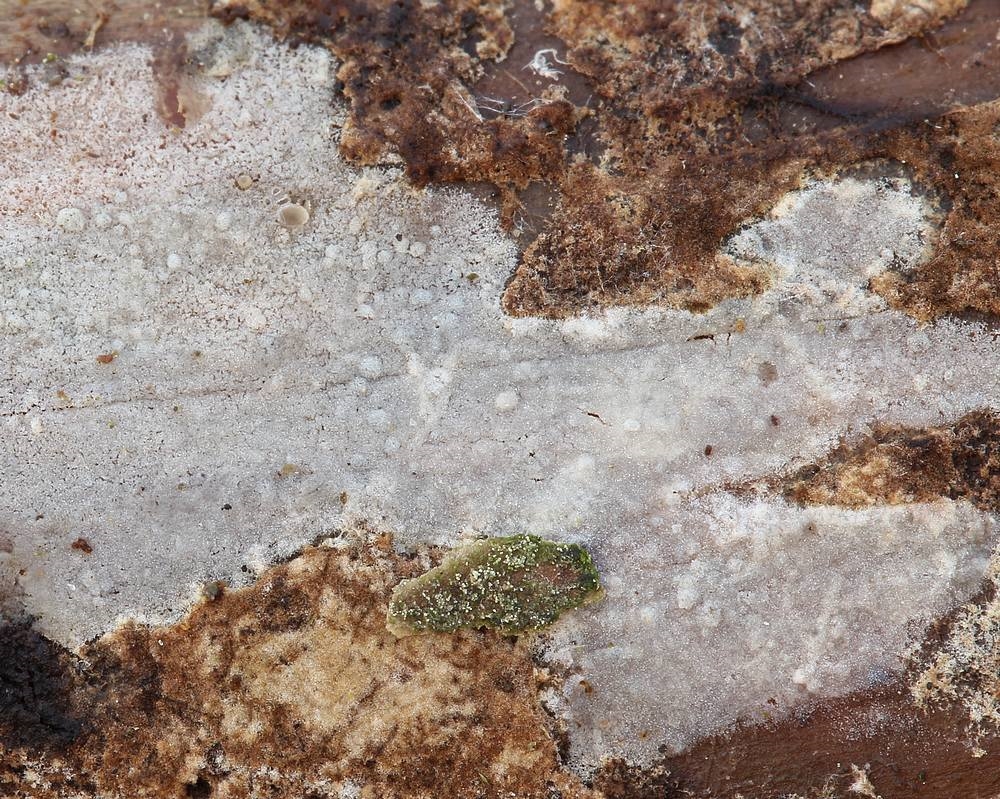 Kurts Kalkskind (Kurtia argillacea)