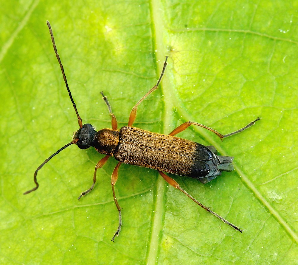 Guldhåret Blomsterbuk (Grammoptera ustulata)