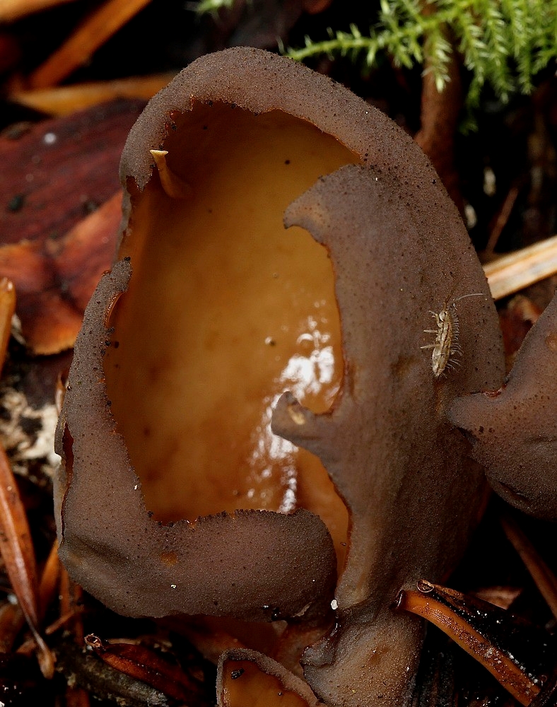 Otidea mirabilis (Otidea mirabilis)