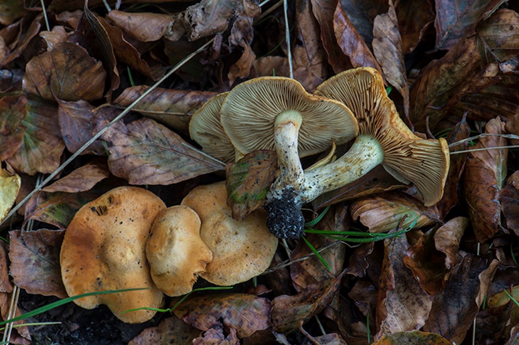 Kul-Flammehat (Gymnopilus odini)