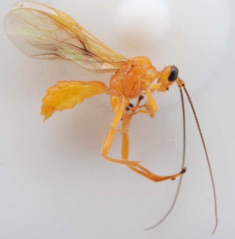 Rogas luteus (Rogas luteus)