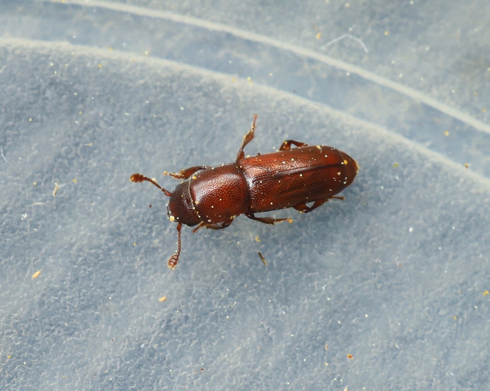 Pityophagus ferrugineus (Pityophagus ferrugineus)