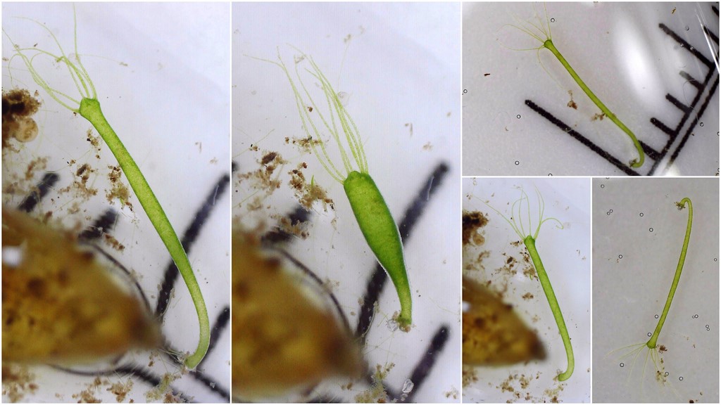 Hydra viridissima (Hydra viridissima)