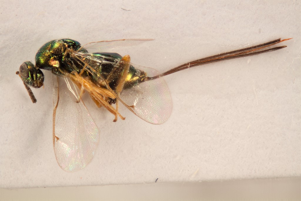 Torymus affinis (Torymus affinis)