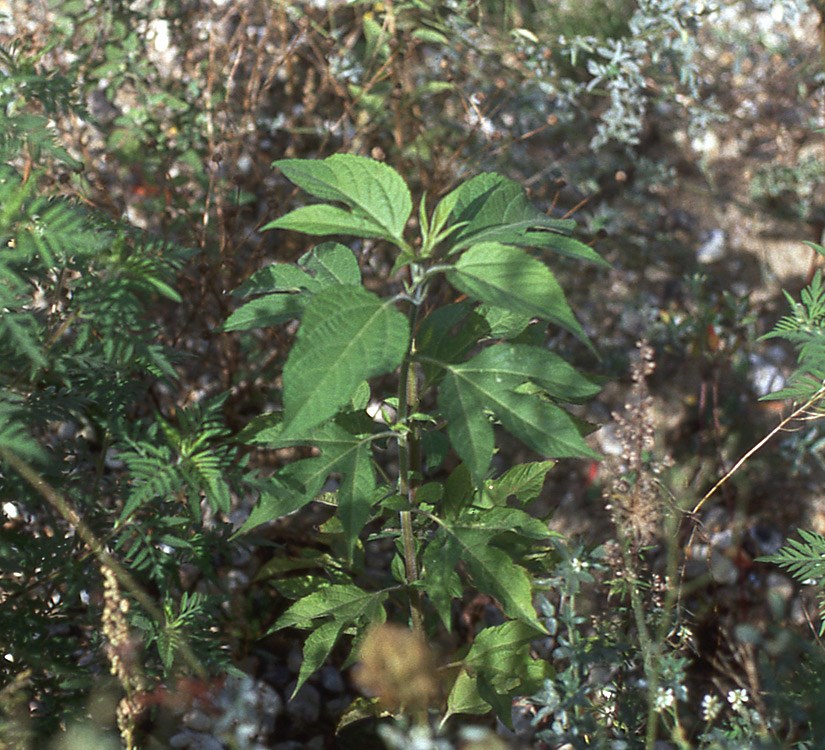 Trefliget Ambrosie (Ambrosia trifida)