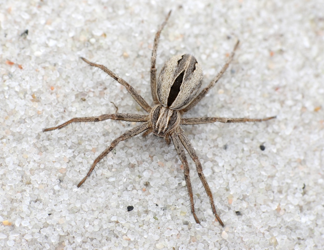 Thanatus arenarius (Thanatus arenarius)