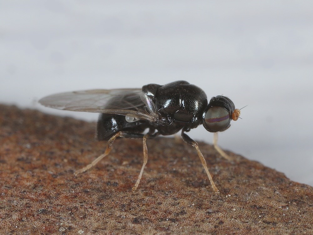 Zabrachia tenella (Zabrachia tenella)