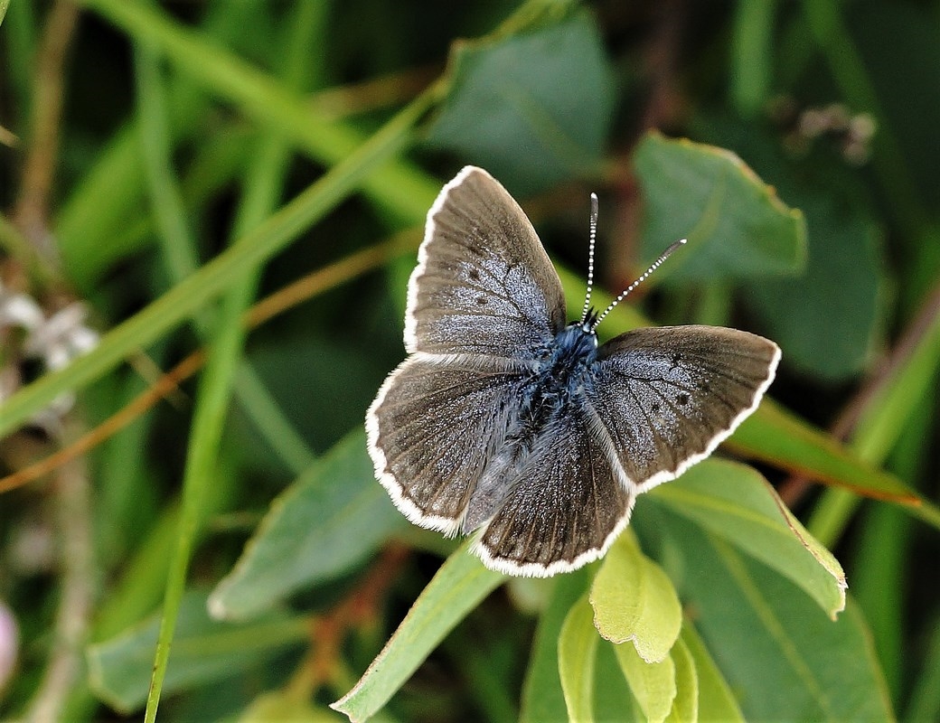 Ensianblåfugl (Phengaris alcon)