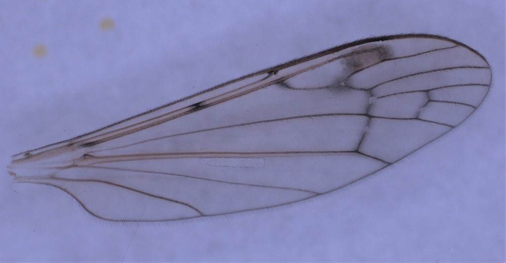 Dicranomyia chorea (Dicranomyia chorea)