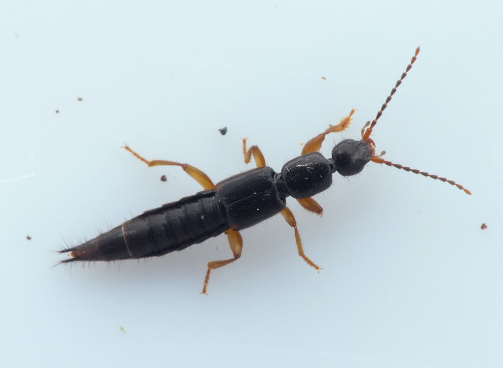 Lathrobium terminatum (Tetartopeus terminatus)