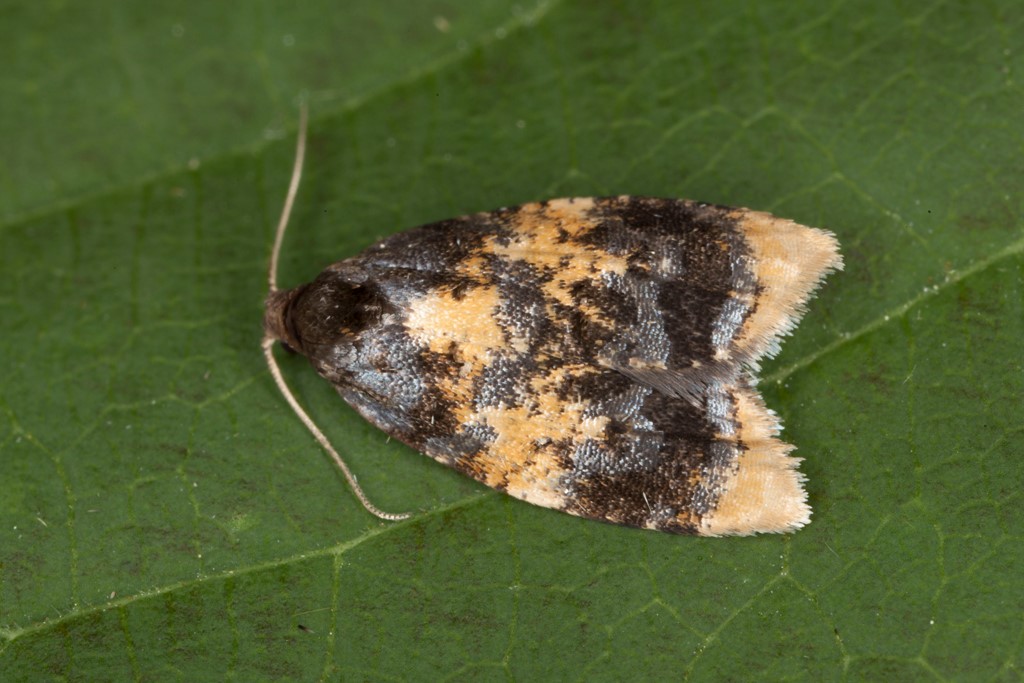 Spatalistis bifasciana (Spatalistis bifasciana)