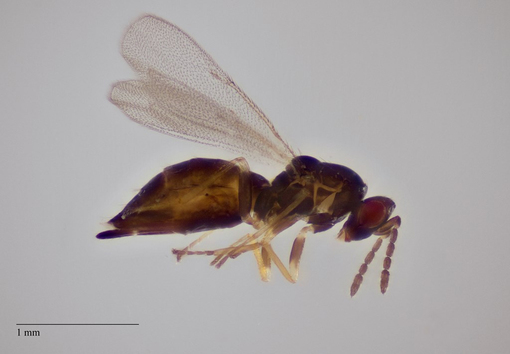 Aprostocetus micantulus (Aprostocetus micantulus)