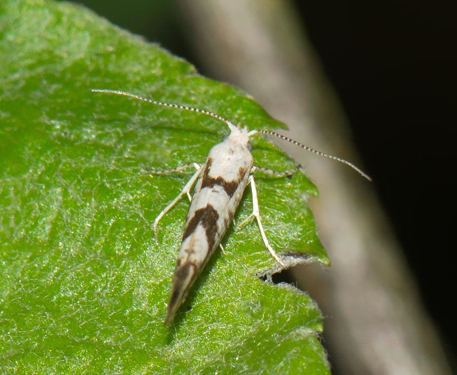 Argyresthia sorbiella (Argyresthia sorbiella)