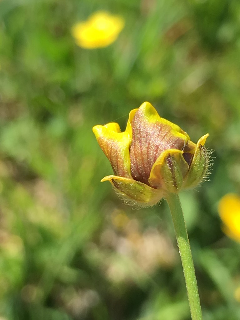 Dasineura traili (Dasineura traili)