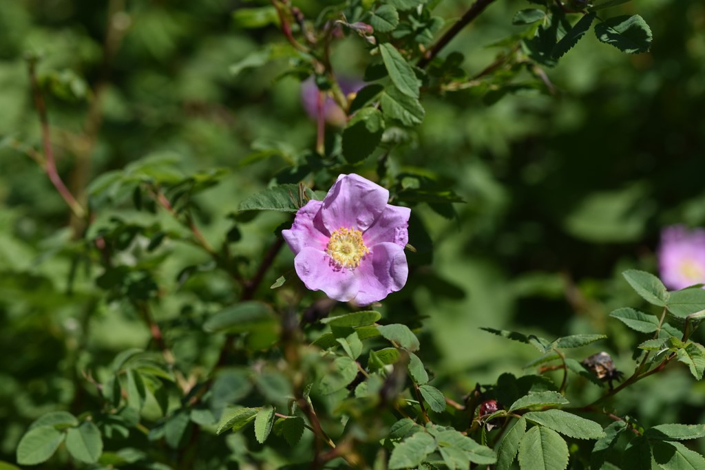 Rosa blanda (Rosa blanda)