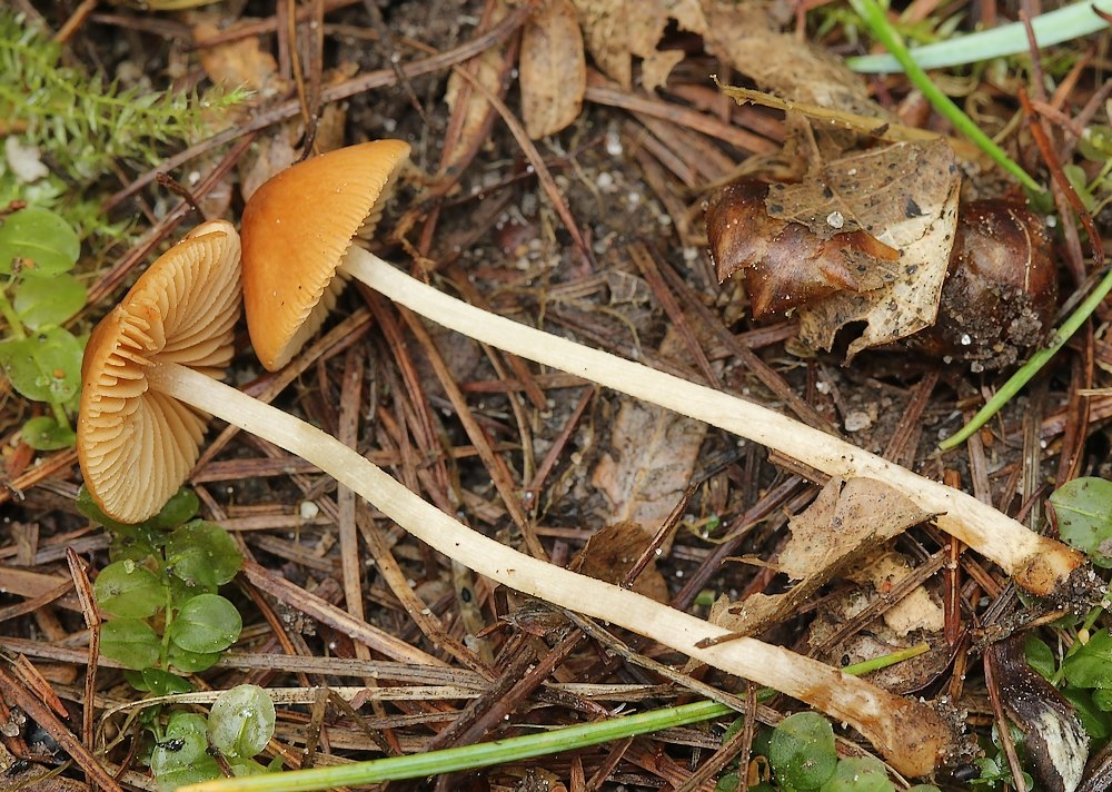 Conocybe mesospora (Conocybe mesospora)