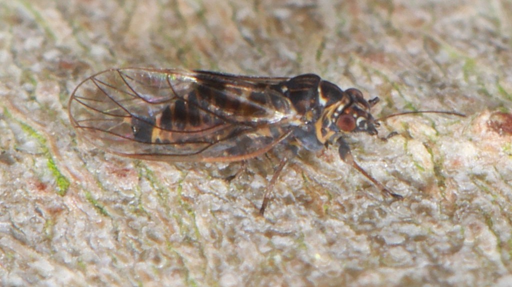 Gul Pærebladloppe (Cacopsylla pyricola)