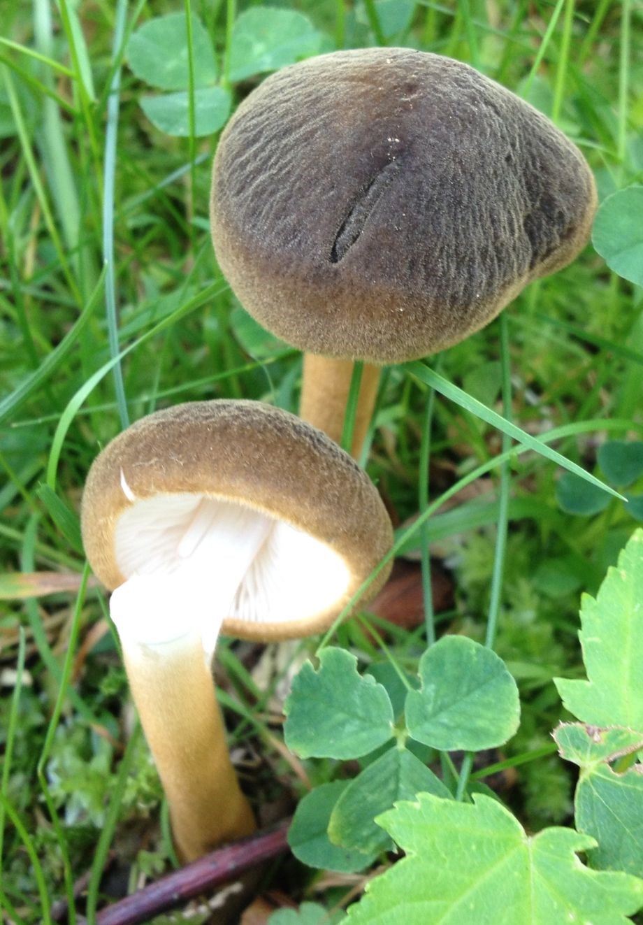 Filtet Pælerodshat (Xerula longipes)