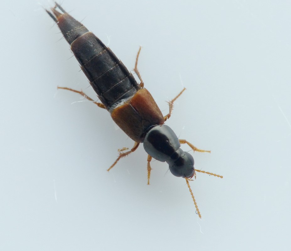 Quedius semiaeneus (Quedius semiaeneus)