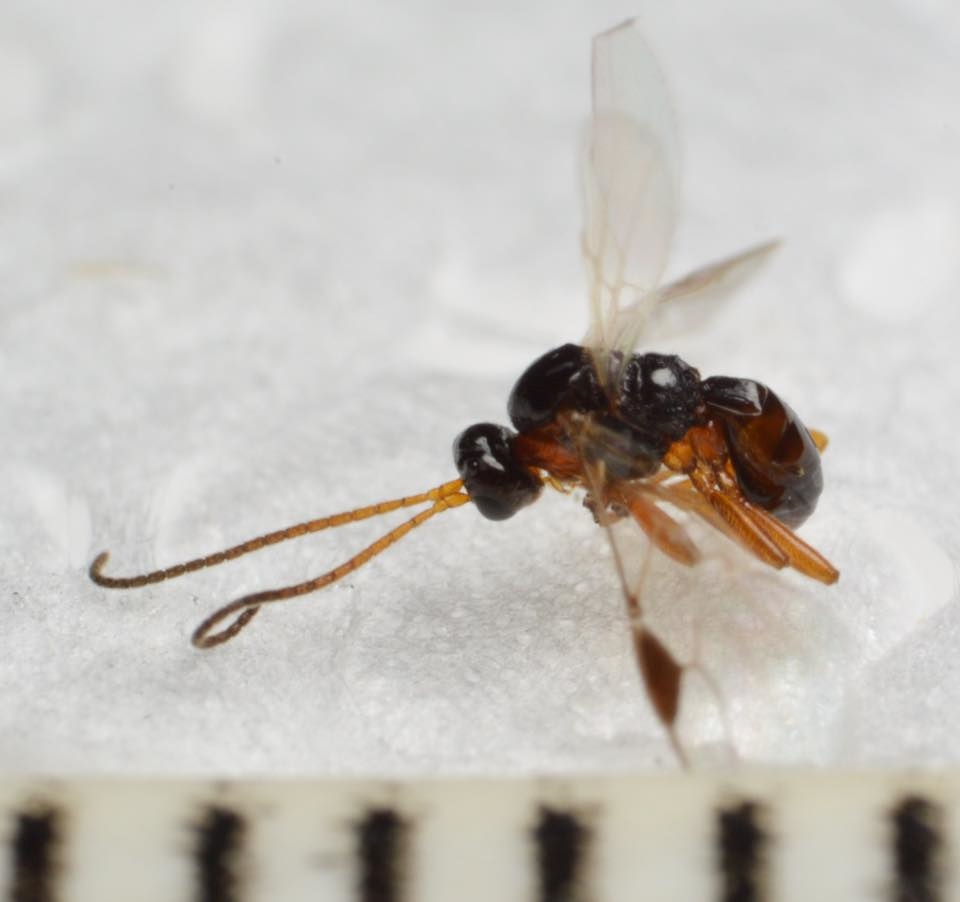 Centistes delusorius (Centistes delusorius)