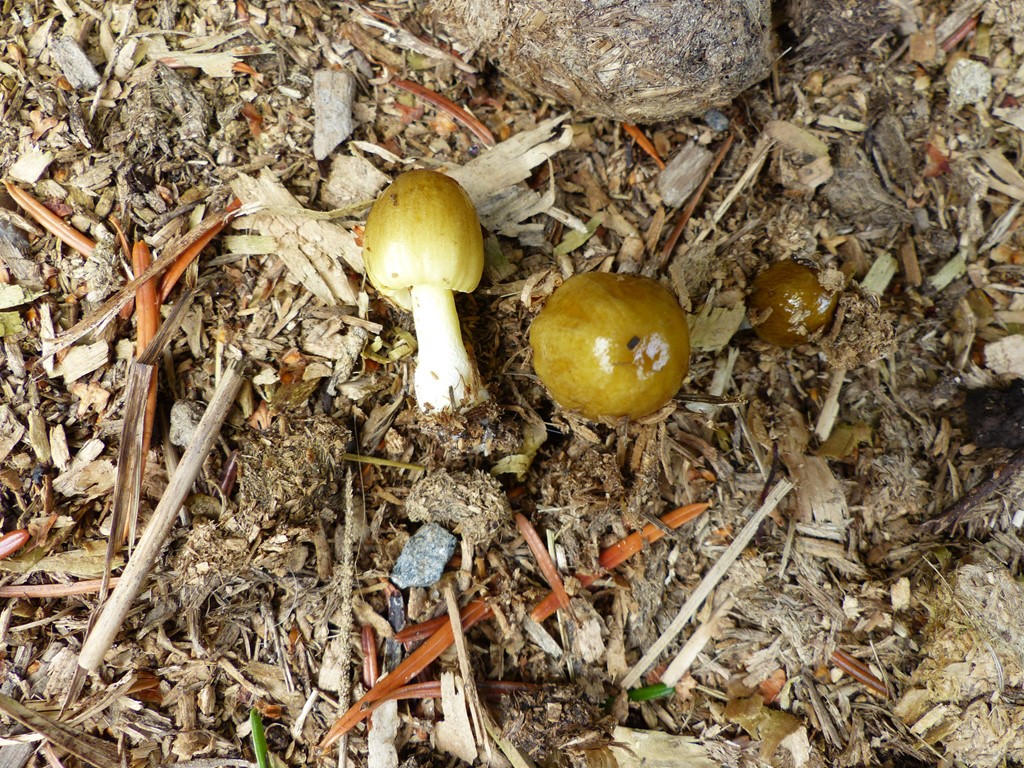 Bolbitius variicolor (Bolbitius variicolor)