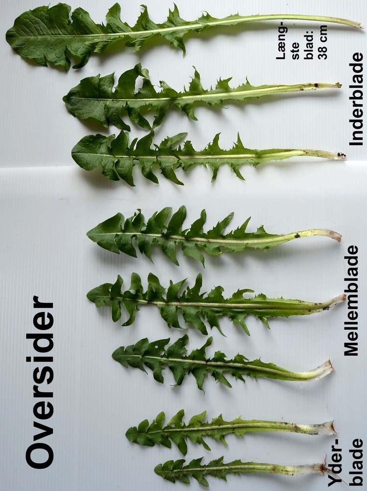 Letbølget Vejmælkebøtte (Taraxacum undulatiforme)