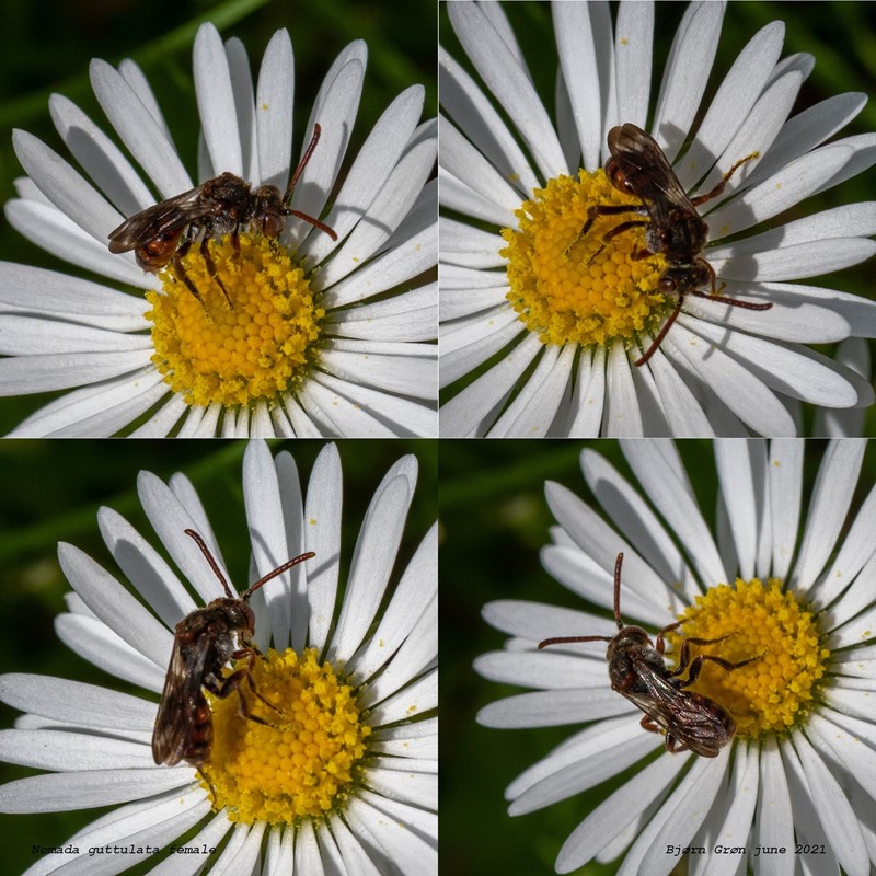 Dråbehvepsebi (Nomada guttulata)