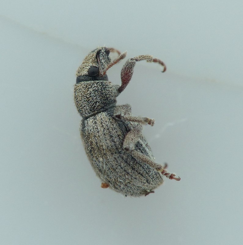 Strophosoma fulvicorne (Strophosoma fulvicorne)