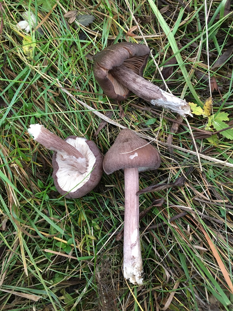 Porfyrbrun Rødblad (Entoloma porphyrophaeum)