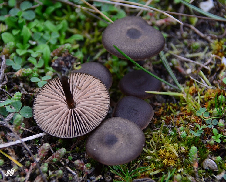 Entoloma sericeum var. cinereo-opacum (Entoloma sericeum var. cinereo-opacum)