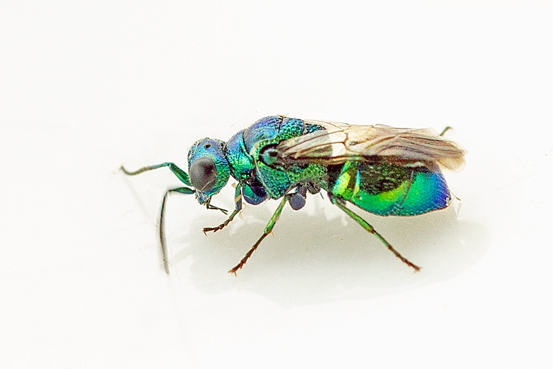 Violet Kugleguldhveps (Pseudomalus violaceus)