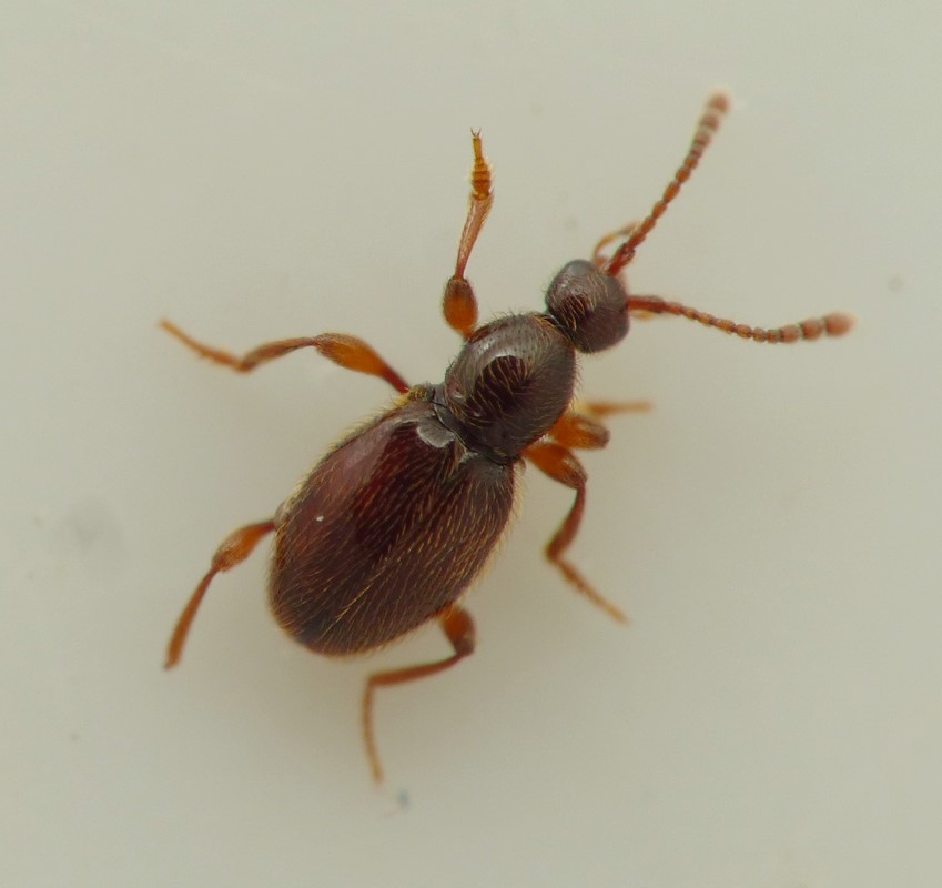 Scydmaenus tarsatus (Scydmaenus tarsatus)